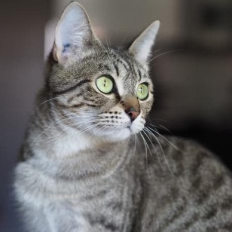 Hollee, a Domestic Shorthair Brown Tabby cat