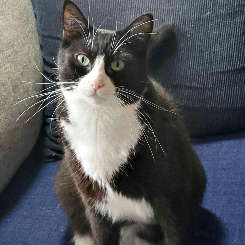 Saffi, a Domestic Shorthair Black/White Tuxedo cat