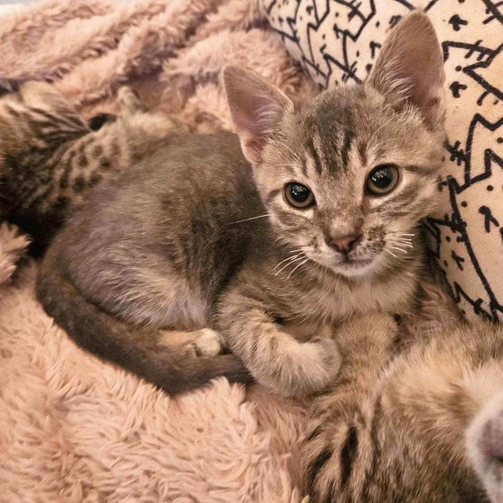 Cheddar, a Domestic Shorthair Grey Tabby cat