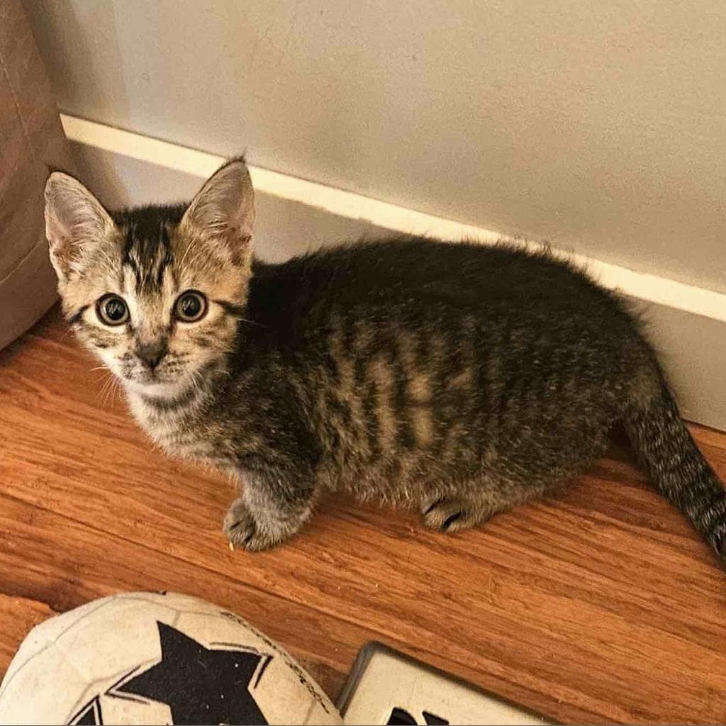 Feta, a Domestic Shorthair Brown Tabby cat