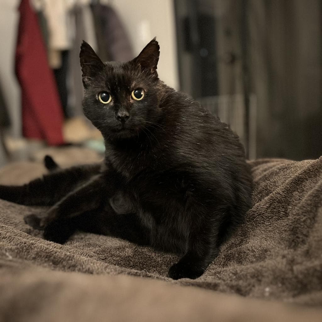 Lyn, a Domestic Shorthair Black cat