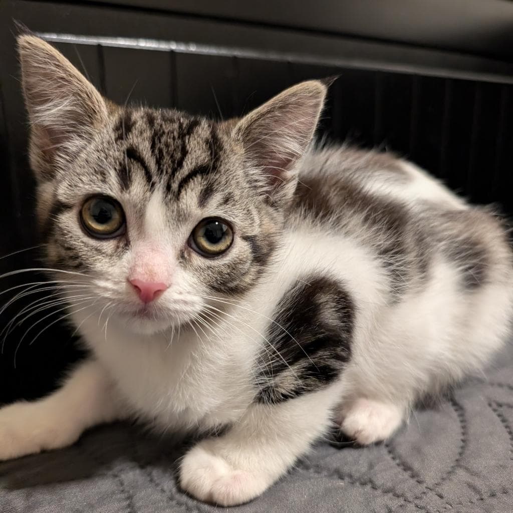 Oolong, a Domestic Shorthair White/Grey Tabby cat