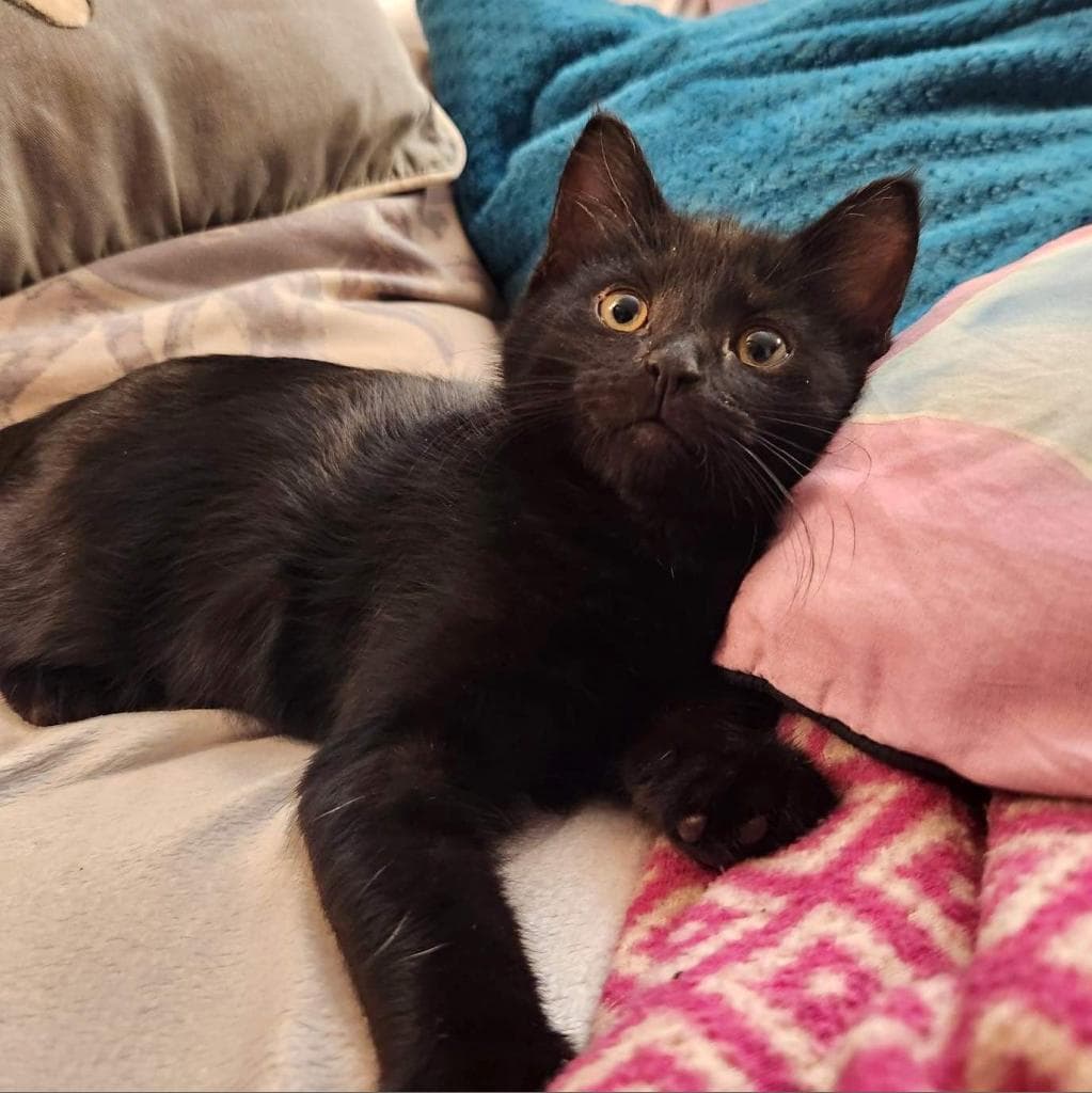 Onyx, a Domestic Shorthair Black None cat