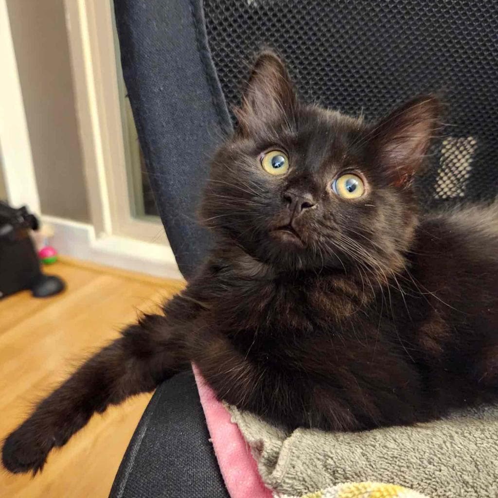 Raven, a Domestic Medium Hair Black cat