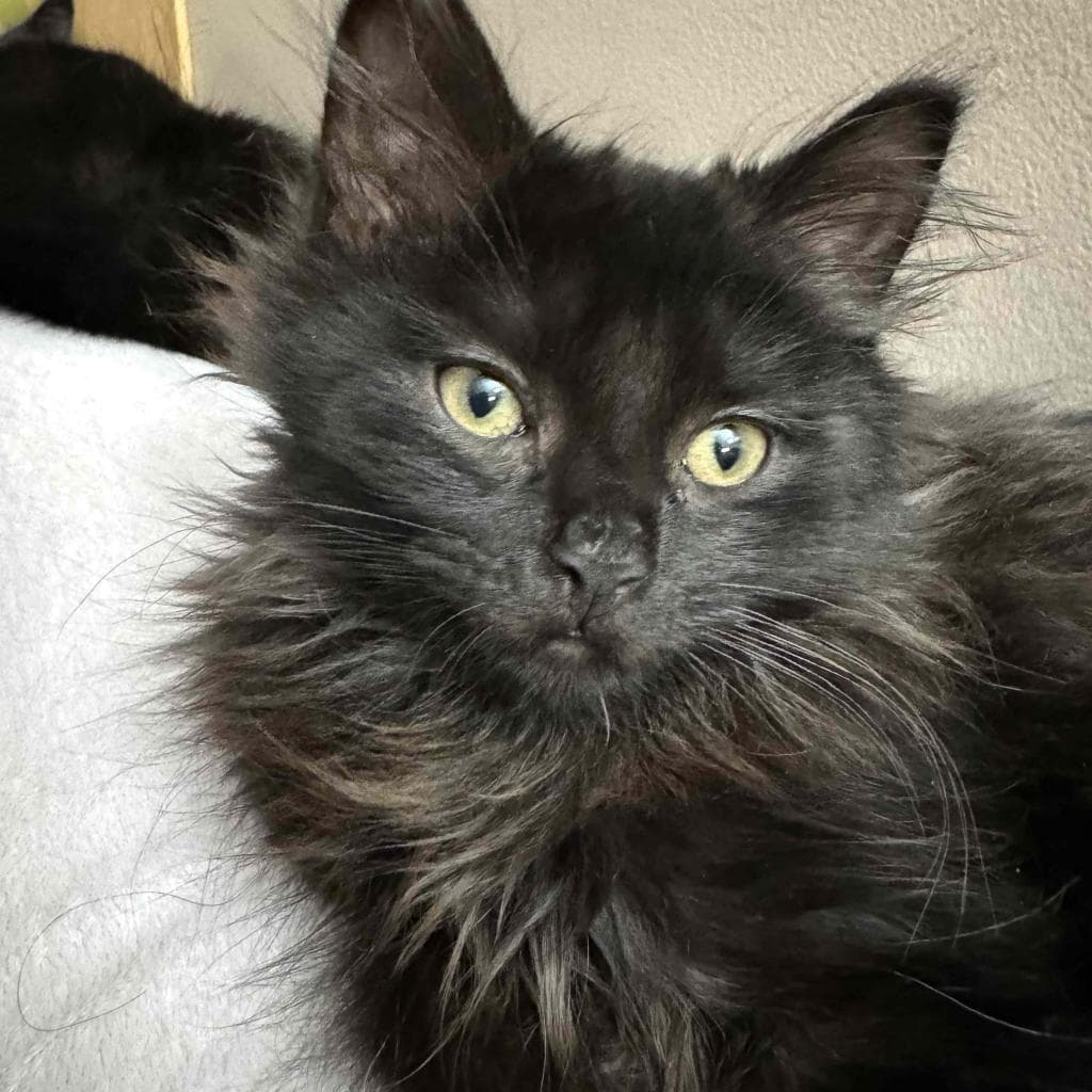 Cinder, a Domestic Medium Hair Black cat