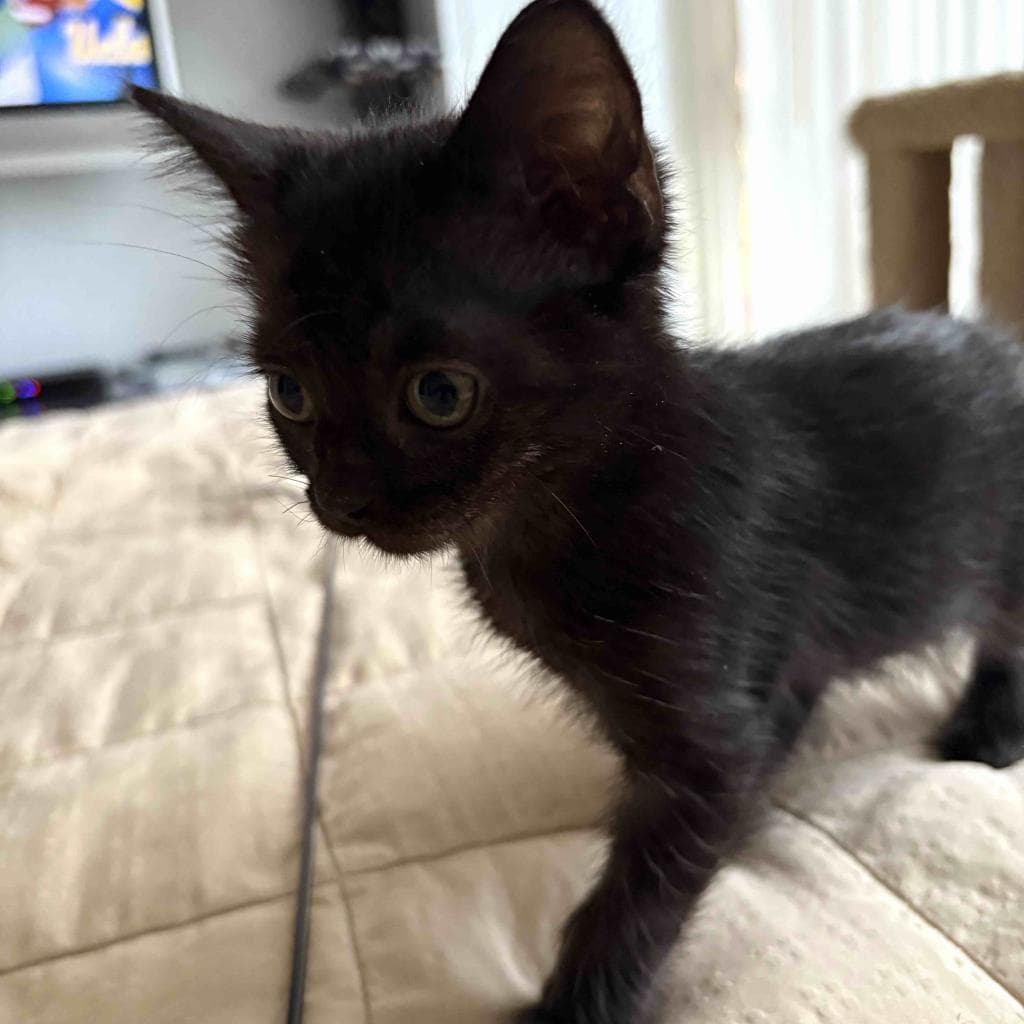 Blaze, a Domestic Shorthair Black cat