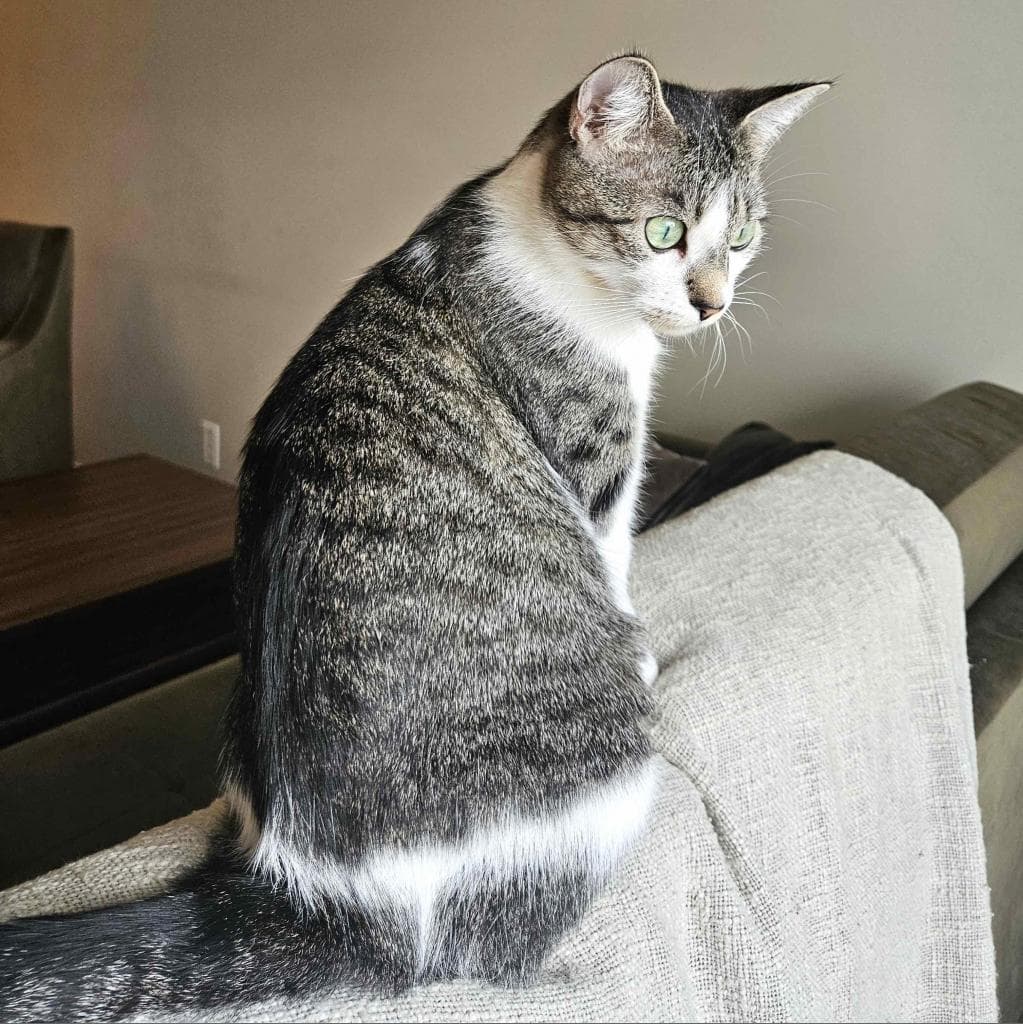 Umi, a Domestic Shorthair Grey/White Tabby cat