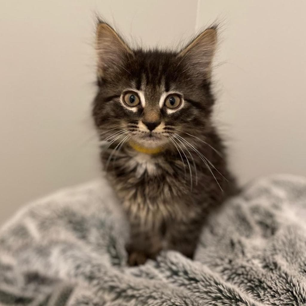 Penelope, a Domestic Medium Hair Black/Brown Tabby cat