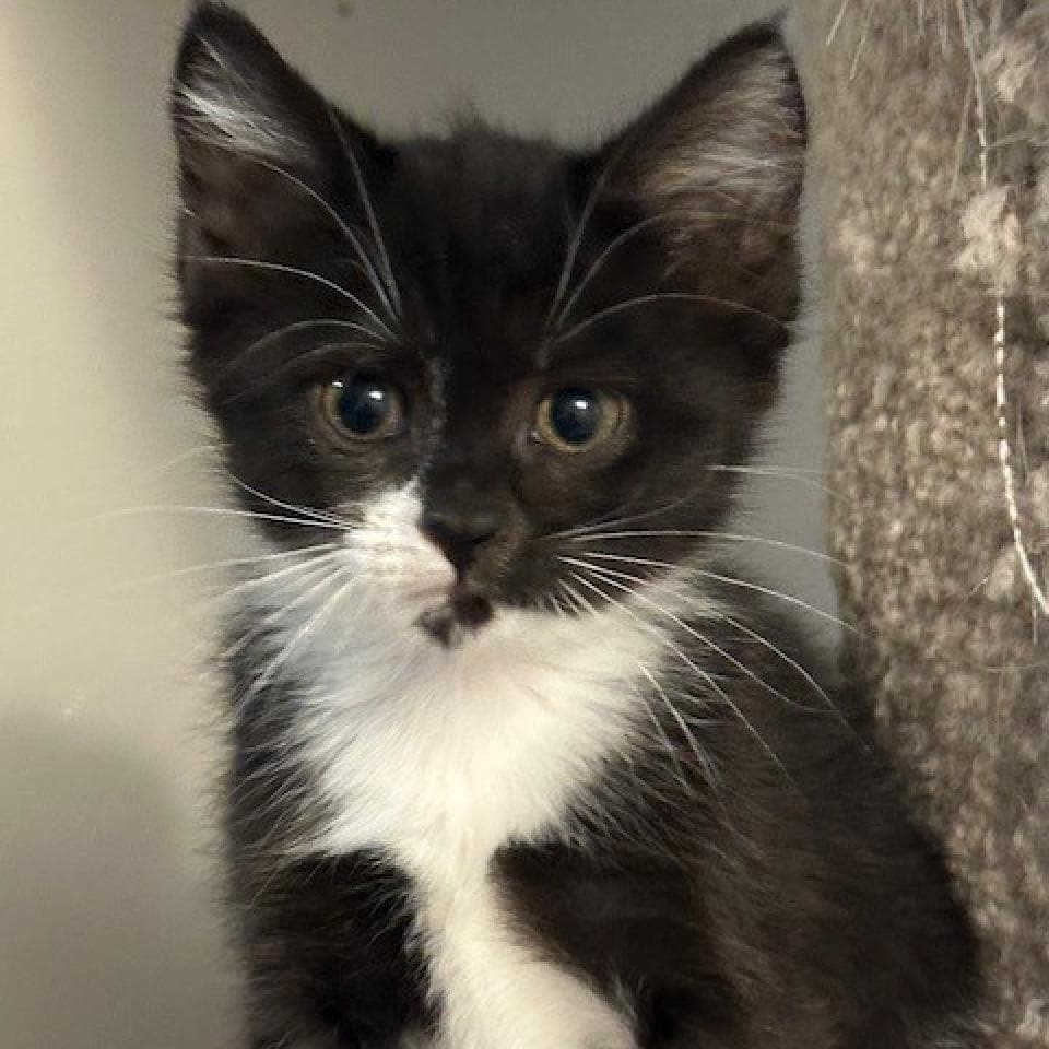 Pixie, a Domestic Shorthair Black/White Tuxedo cat