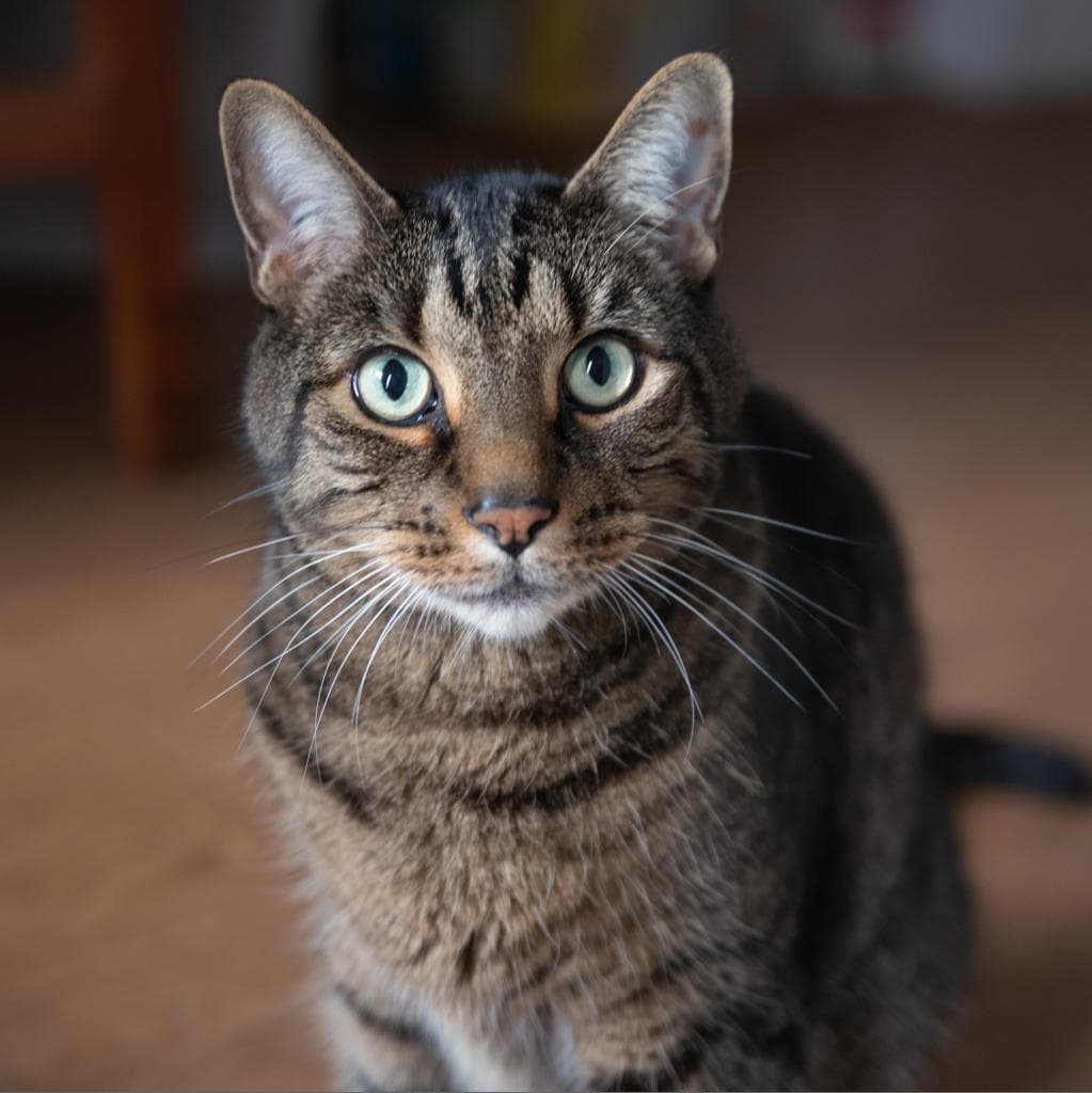 Zack, a Domestic Shorthair Brown Tabby cat