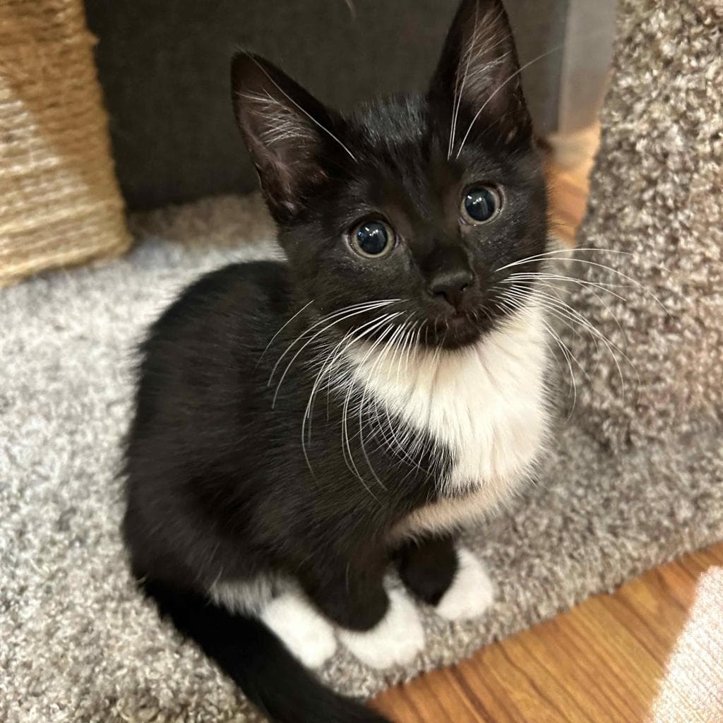 Baby Boo, a Domestic Shorthair Black/White cat