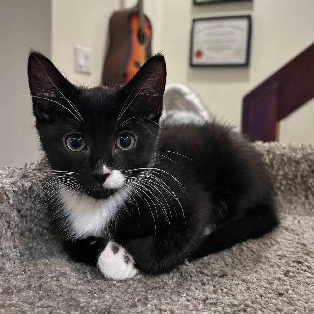 Acorn, a Domestic Shorthair Black/White Tuxedo cat