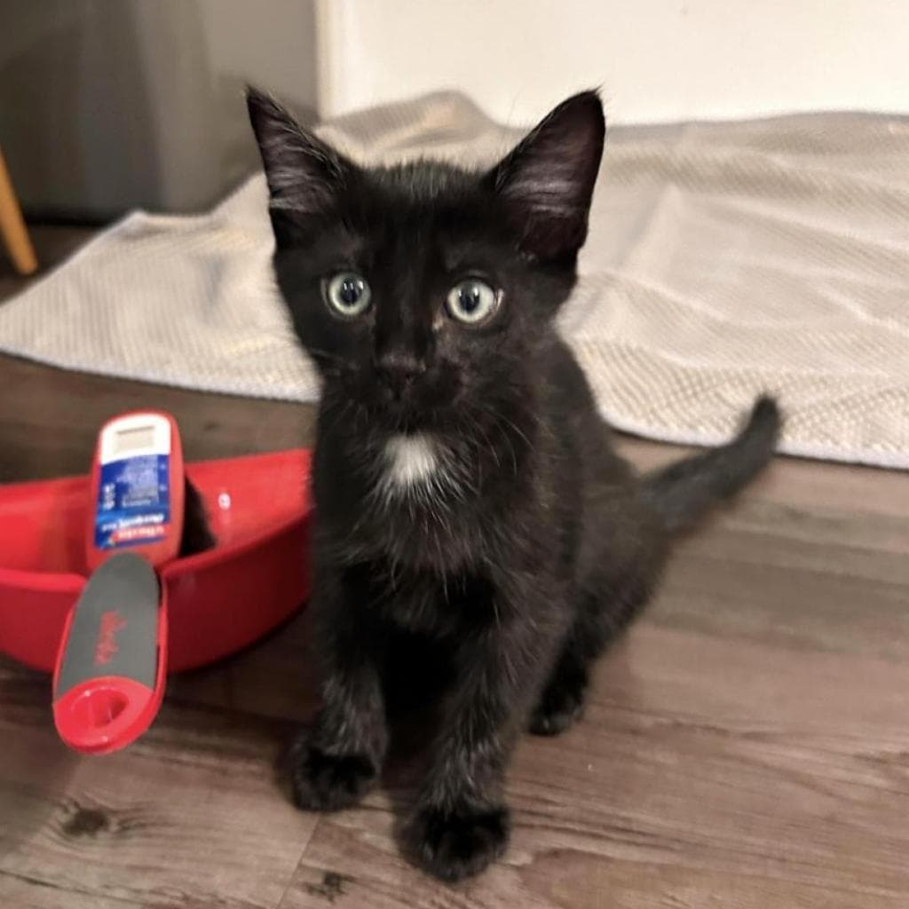 Tommy, a Domestic Shorthair Black/White None cat