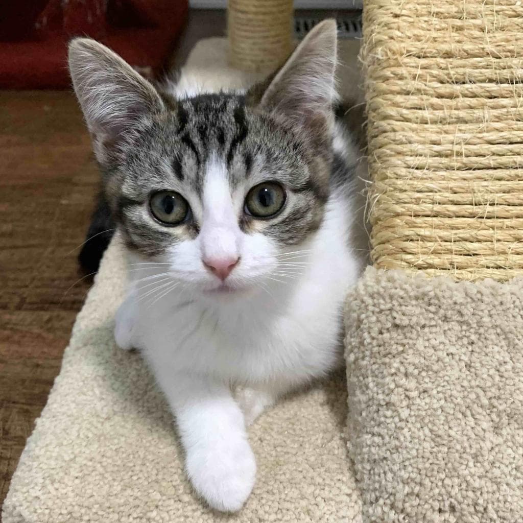 Tex, a Domestic Shorthair White/Grey Tabby cat