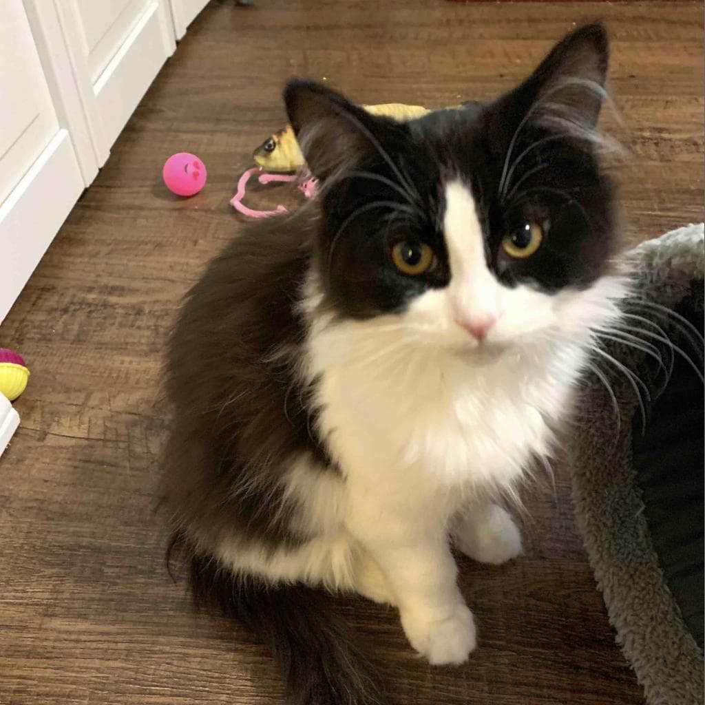 Fluffy, a Domestic Shorthair Black/White Tuxedo cat