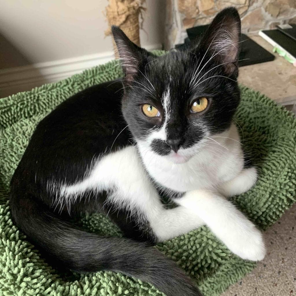 Ralph, a Domestic Shorthair Black/White Tuxedo cat