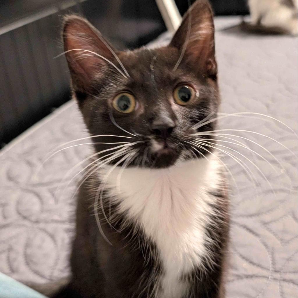 Earl Grey, a Domestic Shorthair Black/White Tuxedo cat